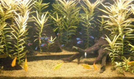 aquarium Pans de Travassac