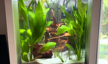 aquarium Nano tank AMTRA 30 guppy