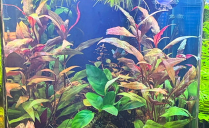 aquarium Nanocube AMTRA 20 Stella
