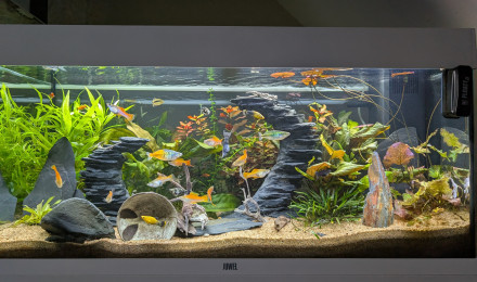 aquarium JUWEL RIO180 ENTREE