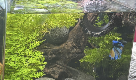 aquarium Nanocube AMTRA 20 Yuki