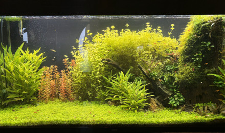 aquarium 250 litres