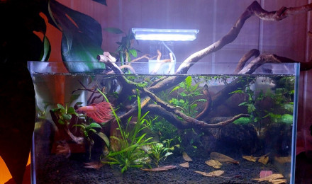 aquarium 23l pour Betta Phenix