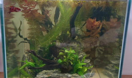 aquarium 40l Betta Plakat Akuma