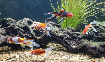 aquarium BAC300