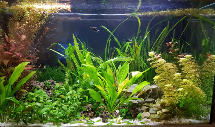 aquarium BAC160