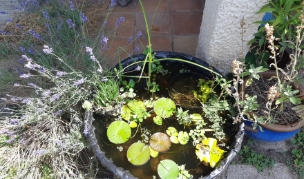 aquarium Mini bassine 3
