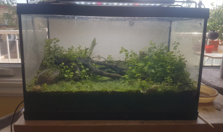 aquarium 20L reconverti