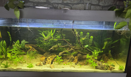 aquarium Bac Asiatique 300L