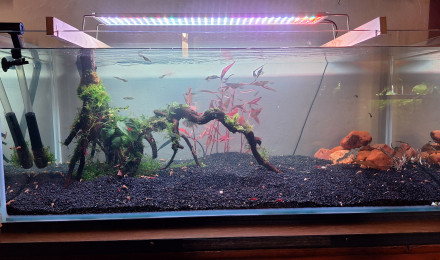 aquarium Propriété de l abonné 160l