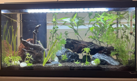 aquarium Aqua