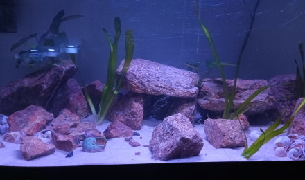 aquarium Tanganyika