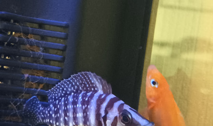 aquarium Tanganyika alto et leulepi