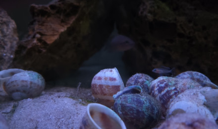 aquarium Tanganyika daffodils