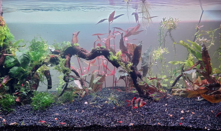 aquarium Propriété de l abonné 160l