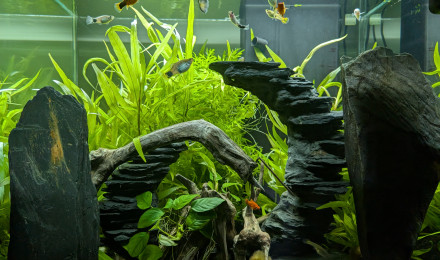 aquarium CIANO EMOTION PRO 60