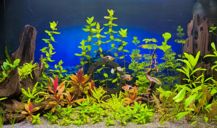 aquarium Stargate Aqua SG-Aq
