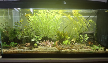 aquarium 80L
