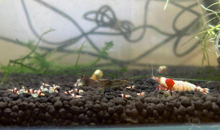 aquarium Red crystal