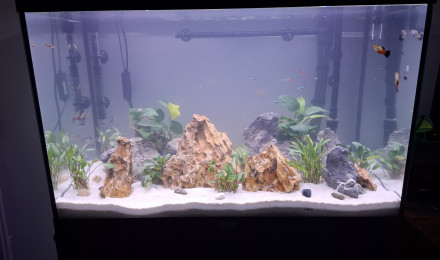 aquarium Mon aquarium