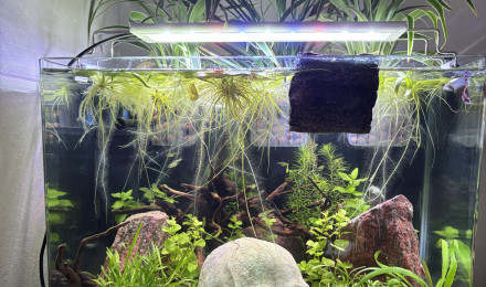 aquarium Scaper s tank 30 aquadella Stella