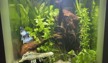 aquarium Nano cube AMTRA 30 Moon