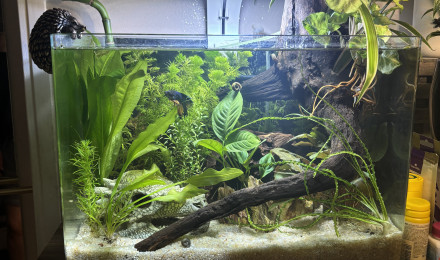 aquarium Scaper s tank DENNERLE 35 Yuki