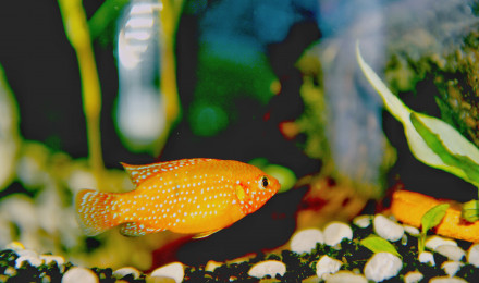 aquarium 120 cichlidés