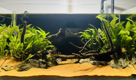 aquarium Premier bac