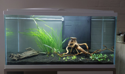 aquarium Communautaire 80 litres