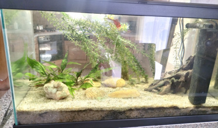 aquarium La-racine-sous-l-eau