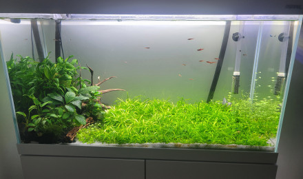 aquarium Aquarium 120l Aquael Optiwhite Blue Velvet et boraras brigittae