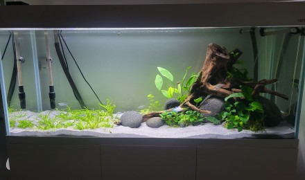aquarium Aquarium 240l Aquael Optiwhite Simulans ramirezi et ancistrus snow white long fin