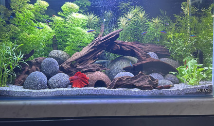 aquarium Tank AQUAEL 60 Haribo