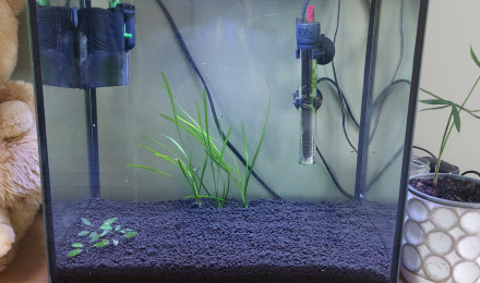 aquarium Reproduction Barbus