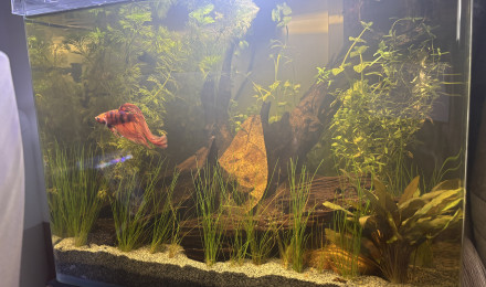 aquarium Scaper s tank Aquadella 30 Spike black water