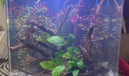 aquarium Nano cube Dennerle 30 Snow