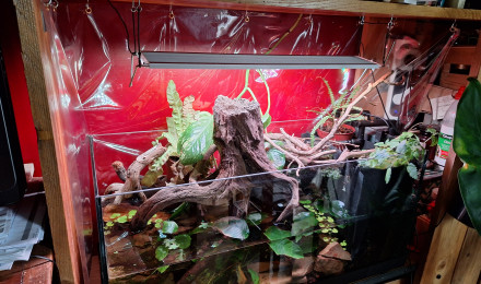aquarium Paludarium