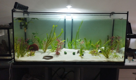 aquarium Aqua axolotls 500L