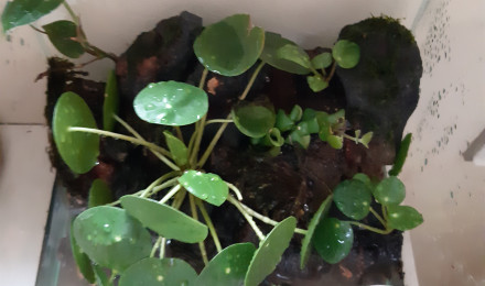 aquarium Paludarium