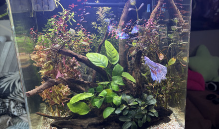 aquarium Nano cube Dennerle 30 Snow