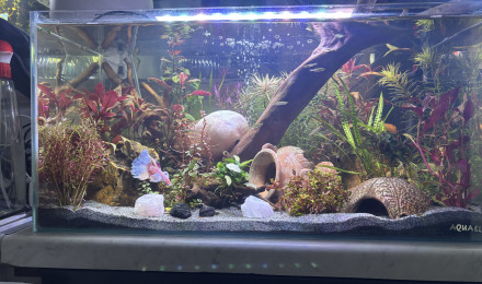 aquarium Tank AQUAEL 60 Opale
