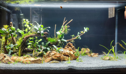 aquarium Ciano