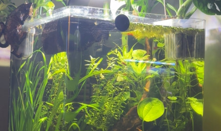 aquarium Nano cube Dennerle 30 Bernard