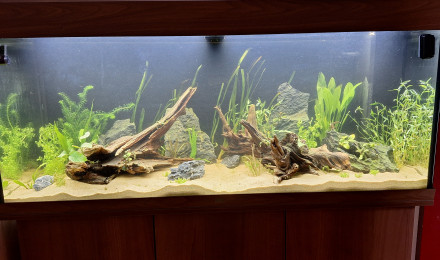 aquarium 240L communautaire