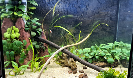 aquarium 30L Neocaridina blue velvet