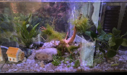 aquarium Aquarium
