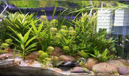 aquarium Aquarium 1