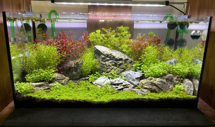aquarium Aquarium 2