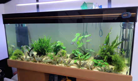 aquarium 240L